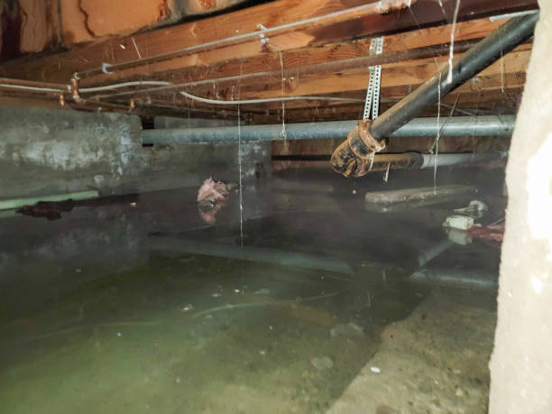 Best Mold removal after water damage  in Langley, SC